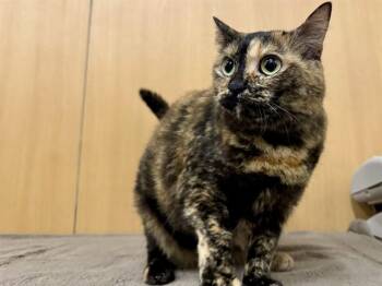 NALA -  Domestic Medium Hair Cat for Adoption in Brentwood, Missouri - NALA | PetCurious