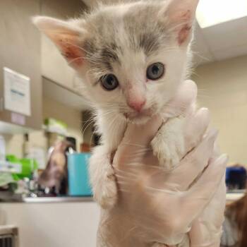Guppy -  Domestic Short Hair Cat for Adoption in Asheville, North Carolina - Guppy | PetCurious