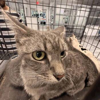 Domestic Short Hair Cats Available for Adoption in New York, New York - Eliza | PetCurious