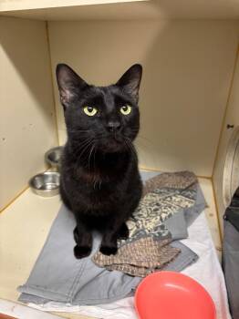 Domestic Short Hair Cats Available for Adoption - Bramble | PetCurious