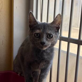 Tabbytha -  Domestic Short Hair Cat for Adoption in Goleta, California - Tabbytha | PetCurious