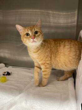 Cricket -  Domestic Short Hair Cat Available for Adoption in Clarksville, Tennessee - Cricket | PetCurious