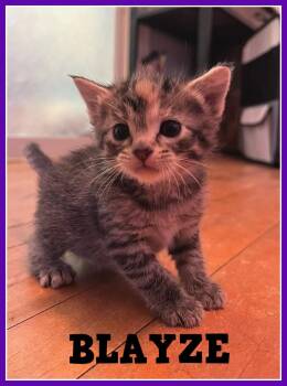 Blayze -  Domestic Short Hair Cat for Adoption in Valley City, North Dakota - Blayze | PetCurious