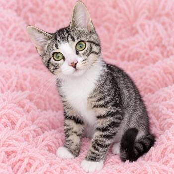 Agnes -  Domestic Short Hair Cat for Adoption in Quincy, Ohio - Agnes | PetCurious