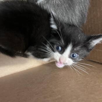 Peach -  Domestic Short Hair Cat for Adoption in Tampa, Florida - Peach | PetCurious