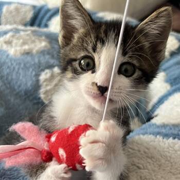 Jerky -  Domestic Short Hair Cat for Adoption in Riverside, California - Jerky | PetCurious