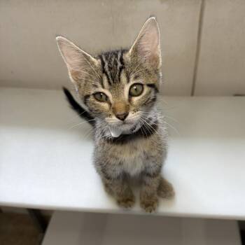 Moon -  Domestic Short Hair Cat for Adoption in Goleta, California - Moon | PetCurious