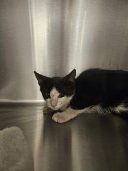 DANICA -  Domestic Short Hair Cat for Adoption in Albuquerque, New Mexico - DANICA | PetCurious