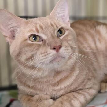 Tyson -  Domestic Short Hair Cat for Adoption in Pittsford, Vermont - Tyson | PetCurious
