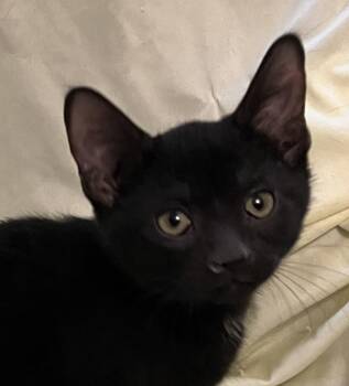 Mica -  Domestic Short Hair Cat for Adoption in Connelly Springs, North Carolina - Mica | PetCurious