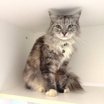 Prince Sparkles -  Domestic Long Hair and Domestic Short Hair Cat for Adoption in League City, Texas - Prince Sparkles | PetCurious