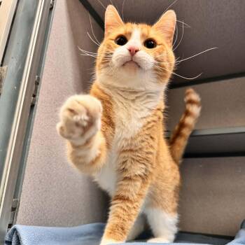 Domestic Short Hair Cats Available for Adoption - Chidi | PetCurious