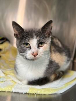 Rescue Domestic Short Hair Cats for Adoption in Menomonie, Wisconsin - Yolanda | PetCurious