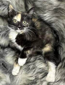 Calico Cats Available for Adoption in San Diego, California - Vaca Frita | PetCurious