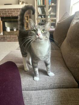 Rescue Domestic Short Hair Cats for Adoption in Lenexa, Kansas - Clint Eastwood | PetCurious