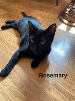 Rosemary -  Domestic Short Hair Cat for Adoption in Groveland, Massachusetts - Rosemary | PetCurious