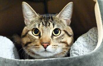 SYMON -  Domestic Short Hair Cat for Adoption in Fort Lauderdale, Florida - SYMON | PetCurious