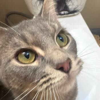 Domestic Short Hair Cats Available for Adoption - Catherine O