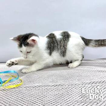 Domestic Short Hair Cats Available for Adoption in Washington, District Of Columbia - Hadley | PetCurious