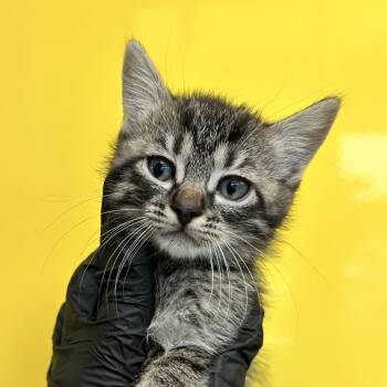 Domestic Short Hair Cats Available for Adoption in Abilene, Texas - Bay | PetCurious