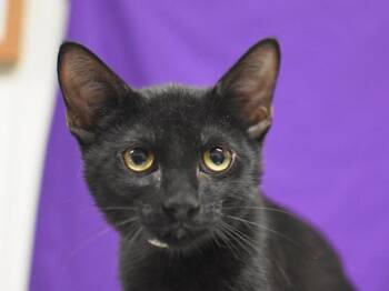 Dice -  Domestic Short Hair Cat for Adoption in Portland, Oregon - Dice | PetCurious