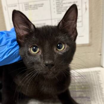 Rescue Domestic Short Hair Cats for Adoption in Yuma, Arizona - Erik | PetCurious