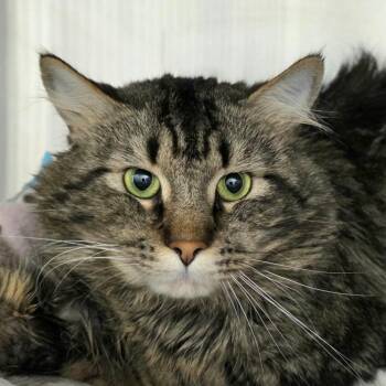 Bubba -  Domestic Long Hair Cat for Adoption in Cumming, Georgia - Bubba | PetCurious