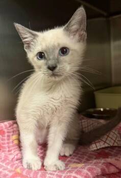 Jelly (Petsmart) -  Domestic Short Hair Cat for Adoption in Ocala, Florida - Jelly (Petsmart) | PetCurious