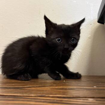 American Shorthair Cats Available for Adoption in Long Beach, California - Ilya | PetCurious