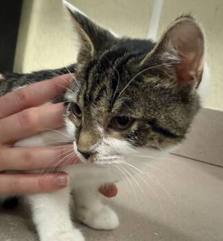 Espresso -  Domestic Short Hair Cat for Adoption in Salisbury, Maryland - Espresso | PetCurious