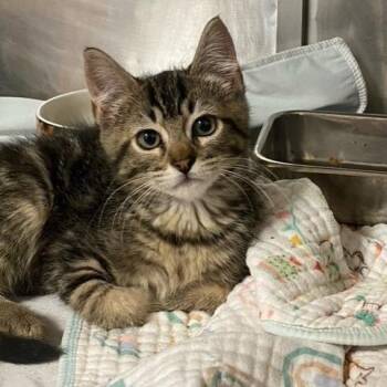 Ford -  Domestic Medium Hair Cat for Adoption in Chehalis, Washington - Ford | PetCurious