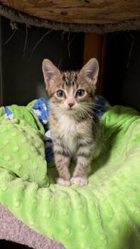 Cosmo -  Domestic Short Hair Cat for Adoption in Fruit Heights, Utah - Cosmo | PetCurious