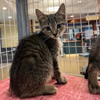 Sharpie -  Domestic Short Hair Cat for Adoption in Richmond, Virginia - Sharpie | PetCurious