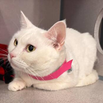 Bindi* -  Domestic Short Hair Cat for Adoption in San Gabriel, California - Bindi* | PetCurious