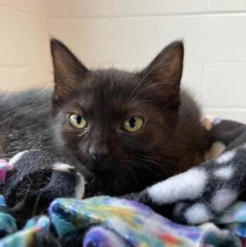 Neutron -  Domestic Short Hair Cat for Adoption in Stafford, Virginia - Neutron | PetCurious