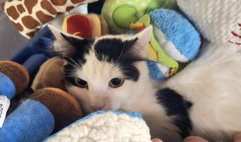 Domestic Medium Hair Cats Available for Adoption in North Kingstown, Rhode Island - Coco | PetCurious