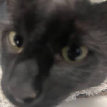 American Shorthair Cats Available for Adoption in Lenexa, Kansas - Guenevere | PetCurious