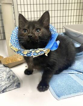 Zelda -  Domestic Short Hair Cat Available for Adoption in Alexandria, Virginia - Zelda | PetCurious