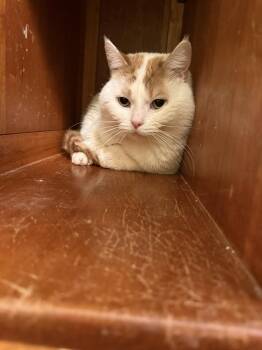 Domestic Short Hair Cats Available for Adoption - Stanley | PetCurious