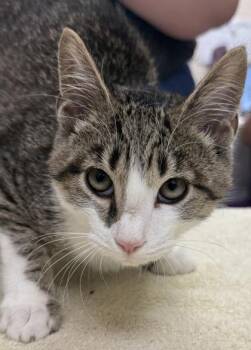 Baby Blue -  Domestic Short Hair Cat for Adoption in Fishers, Indiana - Baby Blue | PetCurious