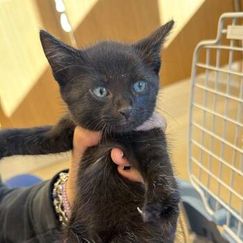 Tobert -  Domestic Short Hair Cat for Adoption in West Palm Beach, Florida - Tobert | PetCurious