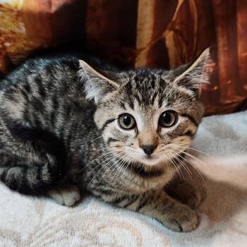 Rescue Domestic Short Hair Cats for Adoption in Brighton, Missouri - Wendigo | PetCurious