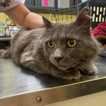 Fluffy -  Domestic Long Hair Cat for Adoption in New York, New York - Fluffy | PetCurious