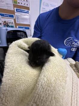 Rescue Domestic Medium Hair Cats for Adoption in Camarillo, California - (LT GREY COLLAR) | PetCurious