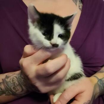 Domestic Short Hair Cats Available for Adoption in Akron, New York - Randel ARC26 - 148 | PetCurious