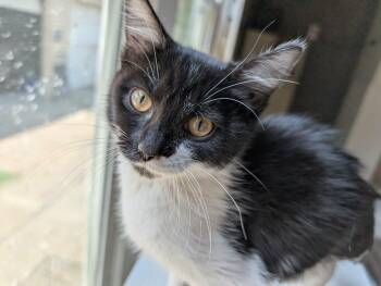 Willow (Nancy-fostered in TN) -  Tuxedo and Domestic Short Hair Cat for Adoption in Brighton, Tennessee - Willow (Nancy-fostered In TN) | PetCurious