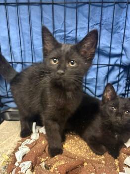 Benedict -  Domestic Short Hair Cat for Adoption in Cincinnati, Ohio - Benedict | PetCurious