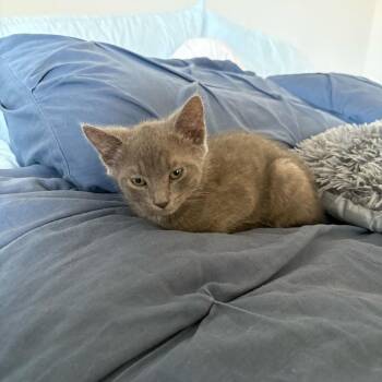 Earl Grey (Tea) -  Domestic Short Hair Cat for Adoption in Charlotte, North Carolina - Earl Grey (Tea) | PetCurious
