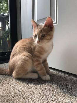 Bonbon26 -  Domestic Short Hair Cat for Adoption in Youngsville, North Carolina - Bonbon26 | PetCurious