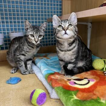 Rescue Domestic Short Hair Cats for Adoption in Manhattan, Kansas - Porsche & Birdie | PetCurious